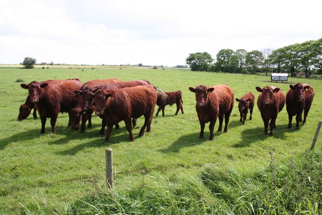 File:Lincoln Reds - geograph.org.uk - 432106.jpg