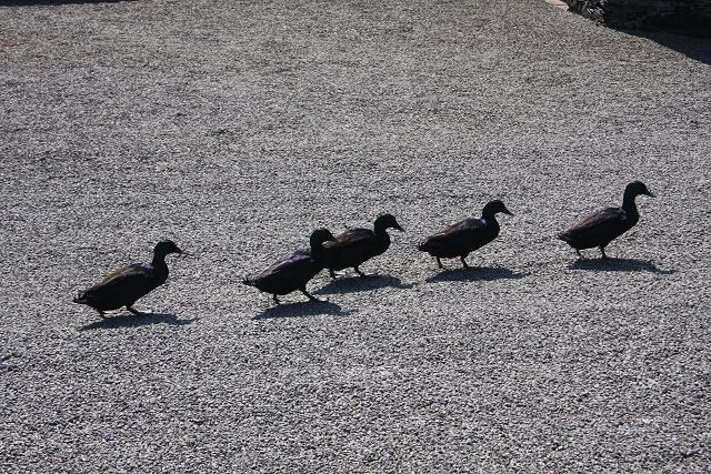 File:Mallard family at Oronsay Priory - geograph.org.uk - 800152.jpg