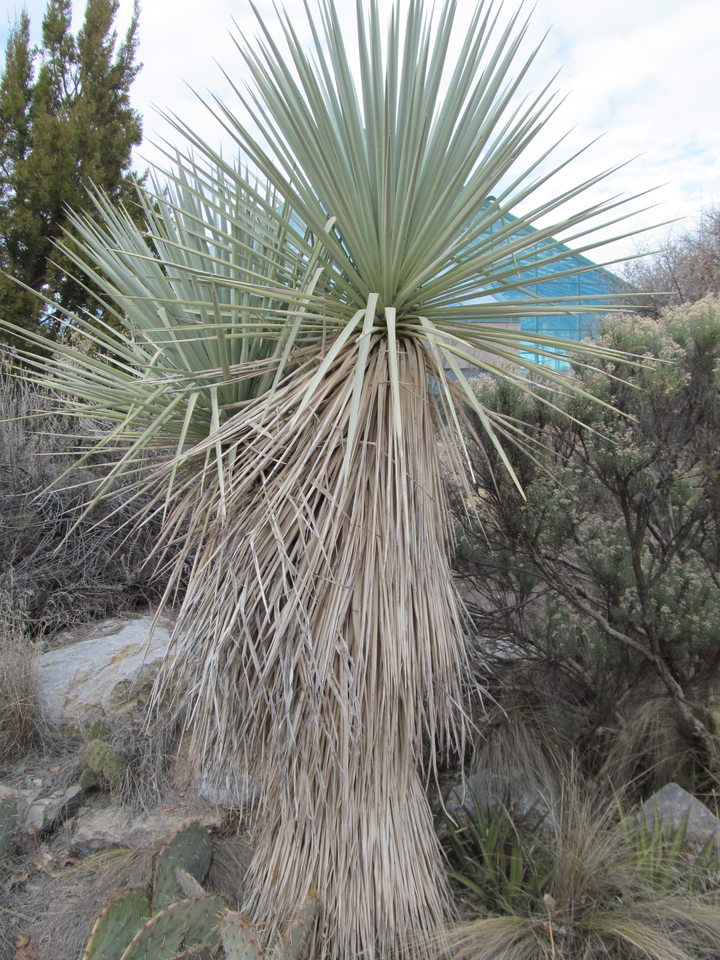 File Mexican Blue Yucca Rio Grande Botanic Garden Albuquerque Nm