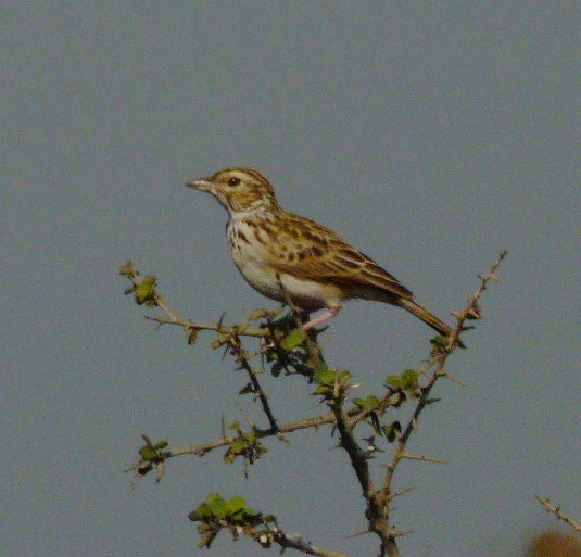 MirafraErythroptera