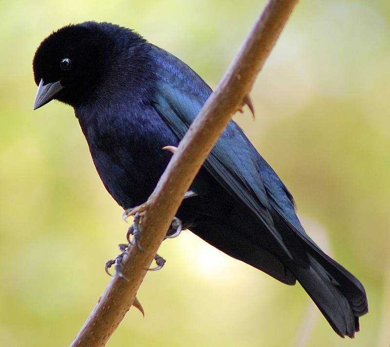 Passaro Preto Chupim Aves