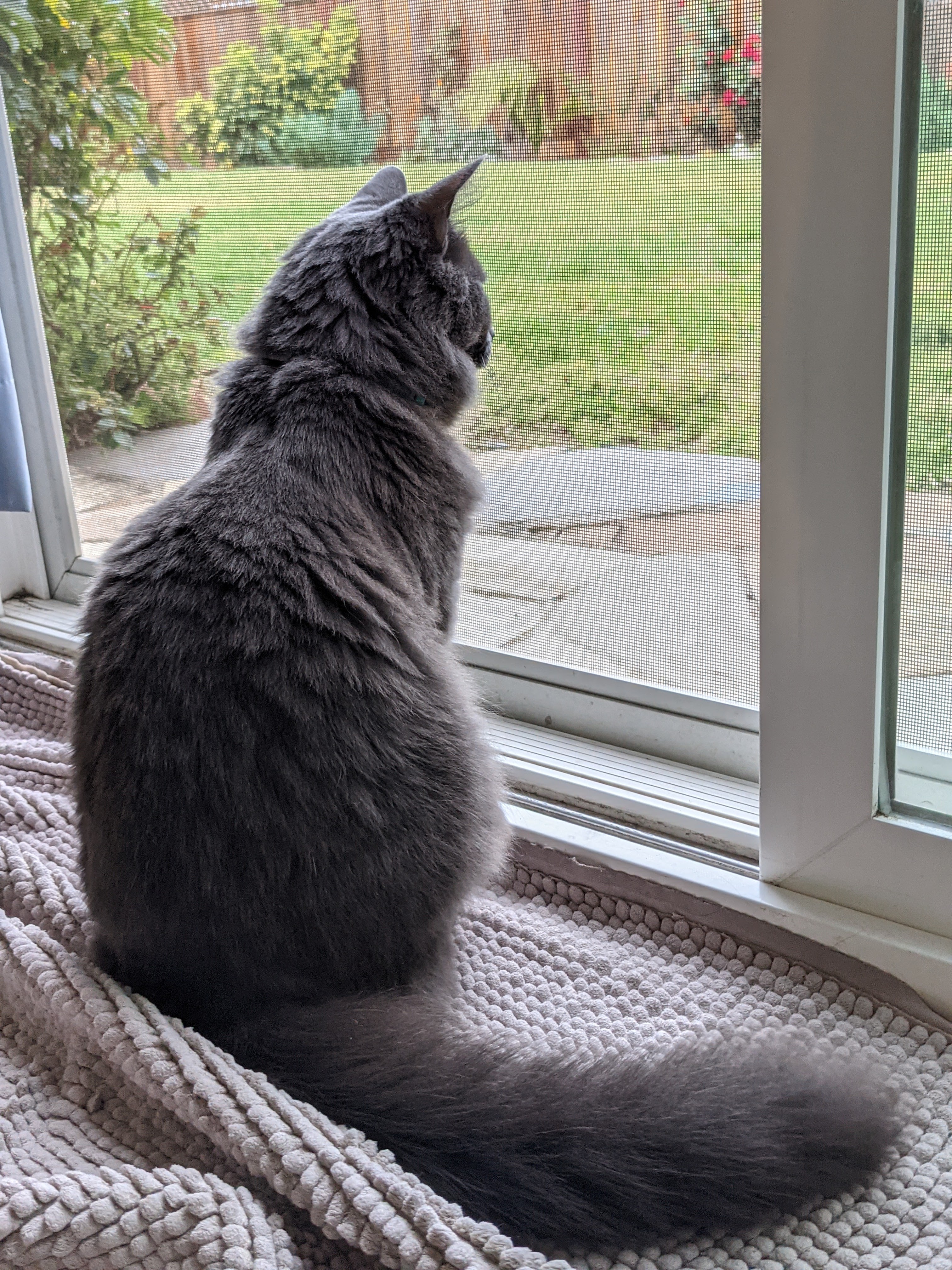 Nebelung