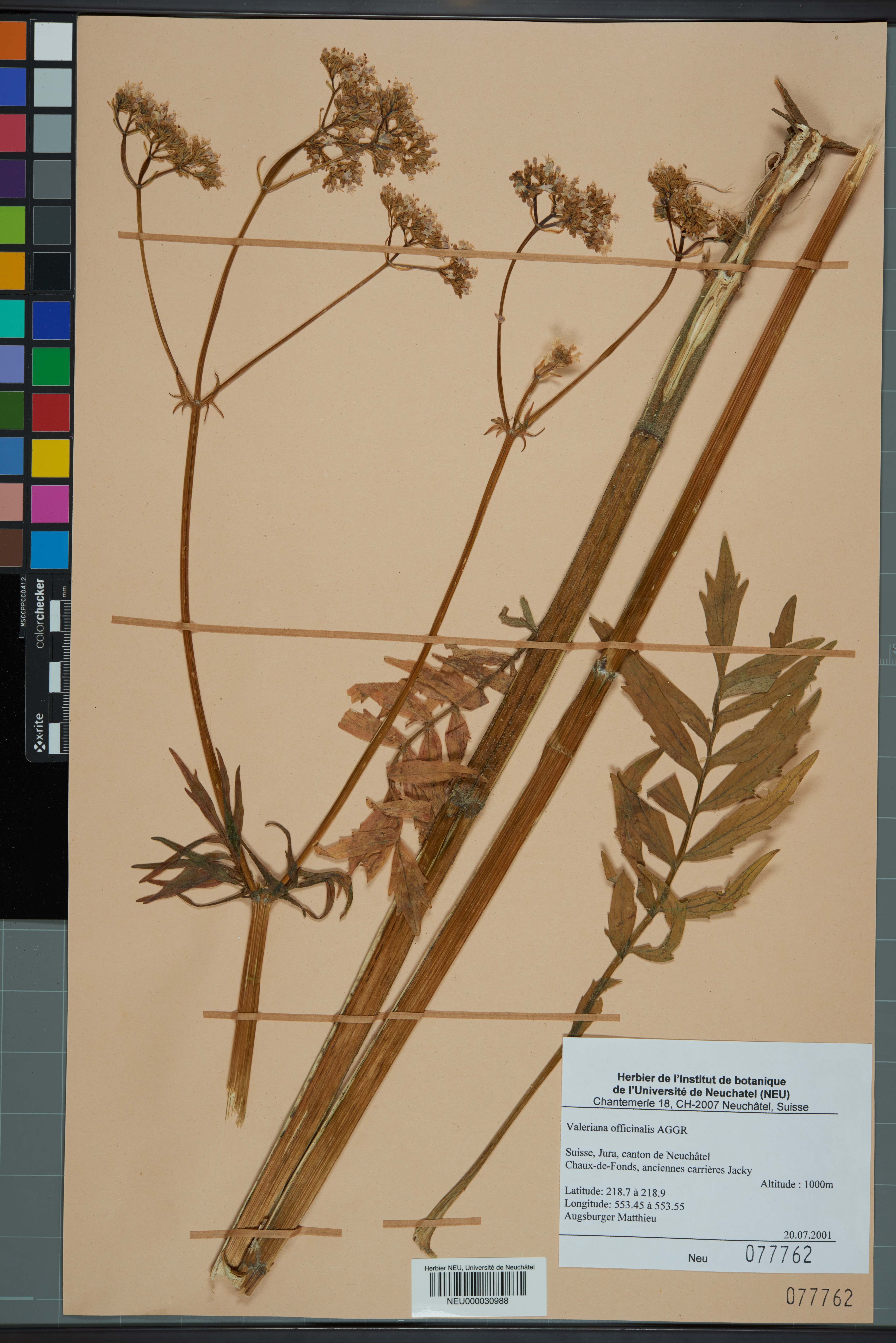 File:Neuchâtel Herbarium - Gypsophila repens - NEU000032761.jpg - Wikimedia  Commons