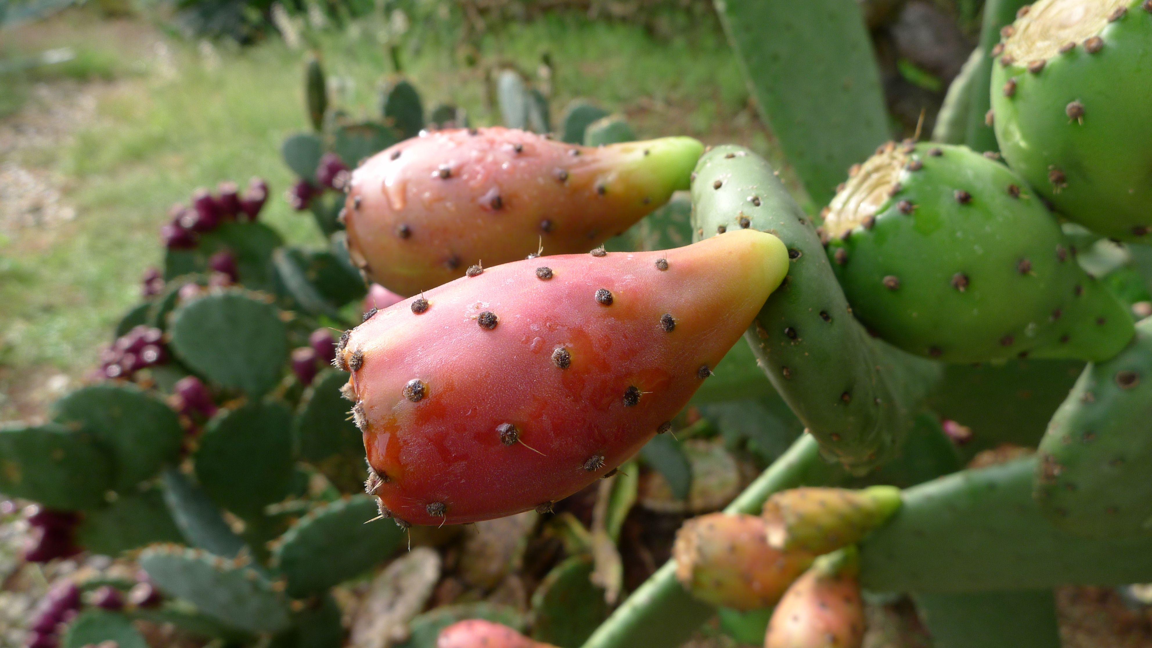 Resultado de imagen de opuntia ficus indica fruit