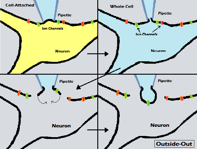 File:Outside-Out Patch Clamp.png