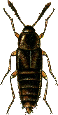<i>Nehemitropia</i> Genus of beetles