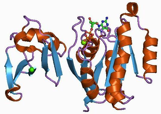 File:PDB 1c1y EBI.jpg