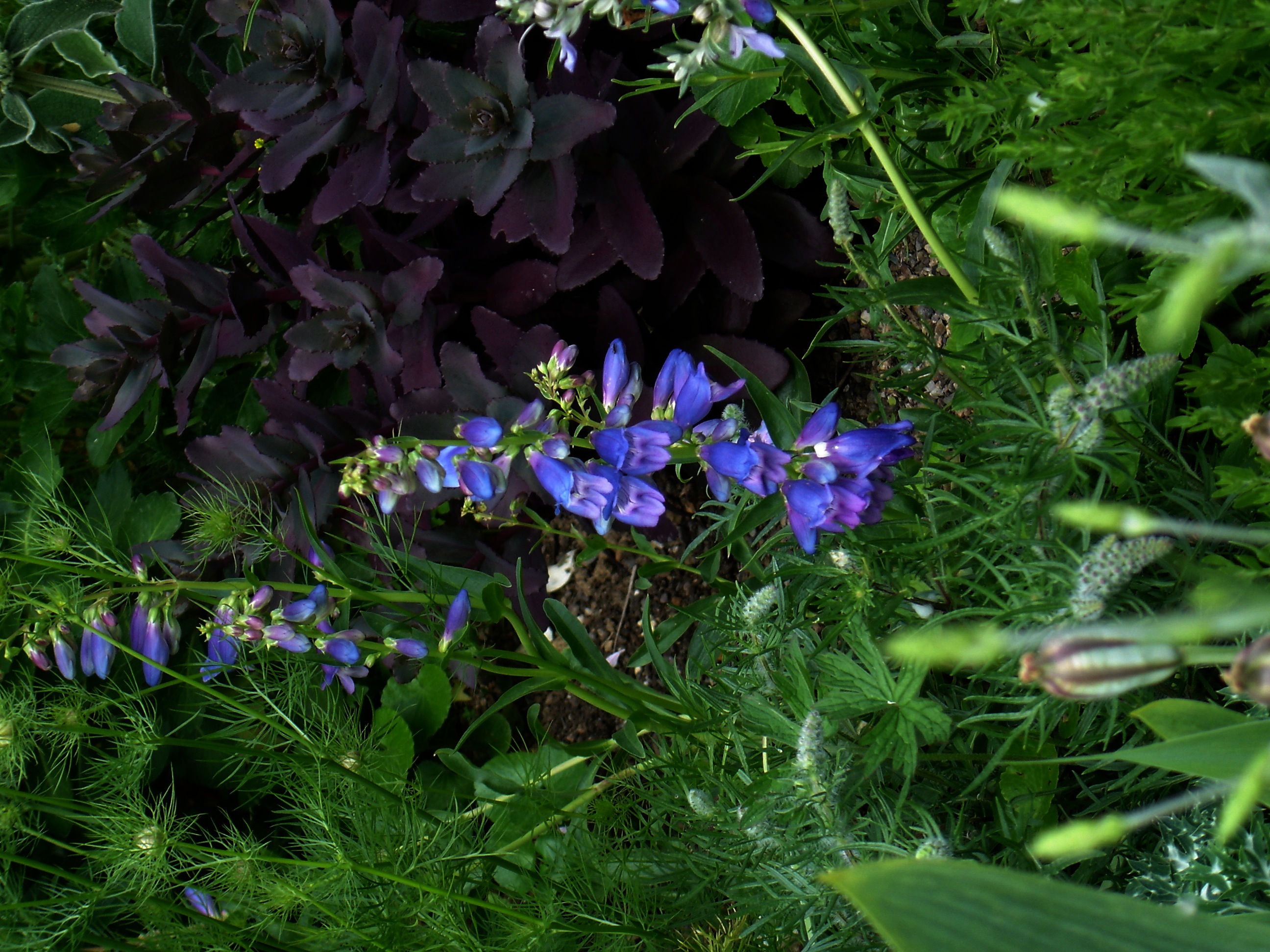 Penstemon Azureus