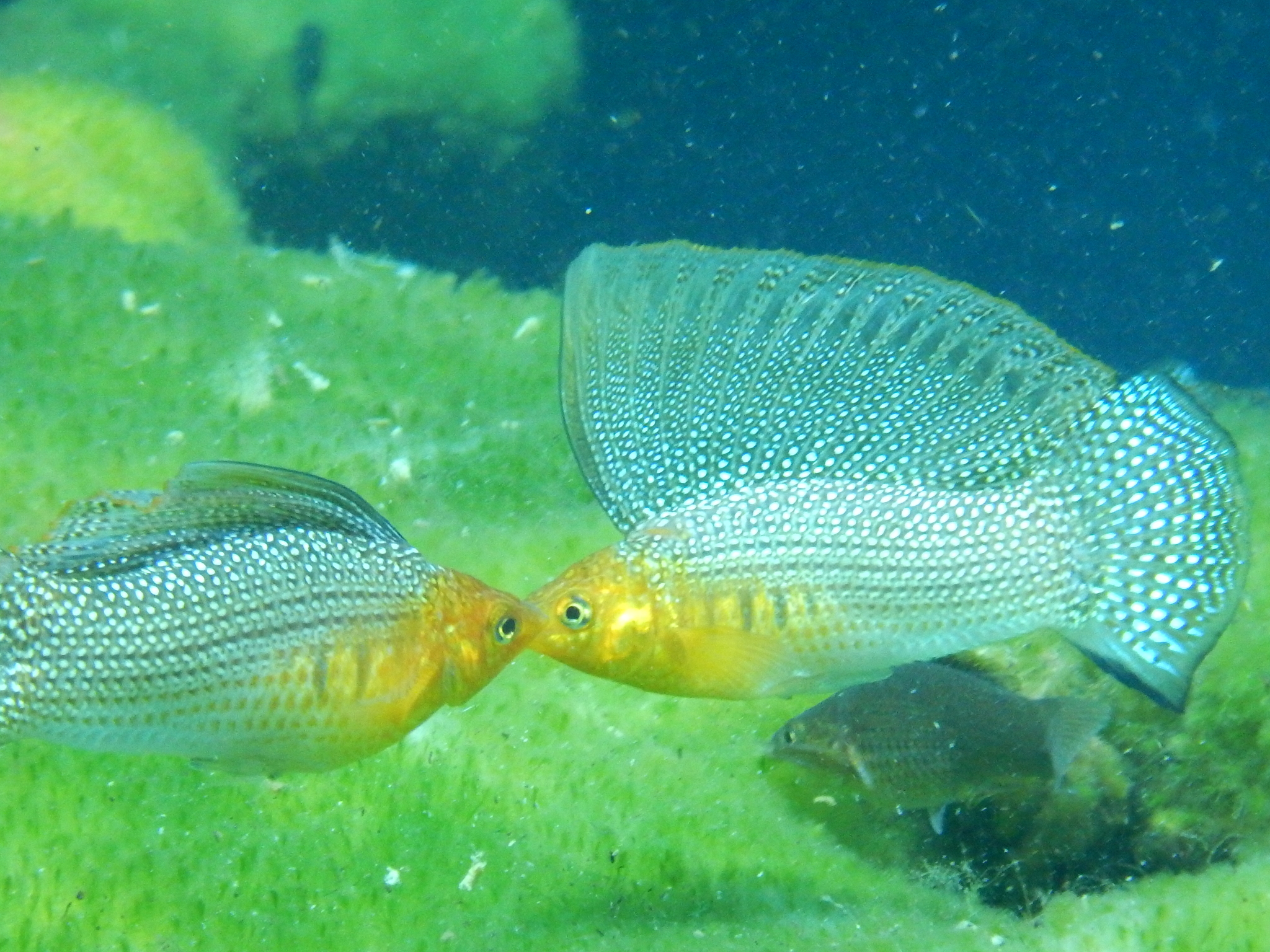 Molly, Poecilia velifera – Aquariophile facile, en eau douce et marine.