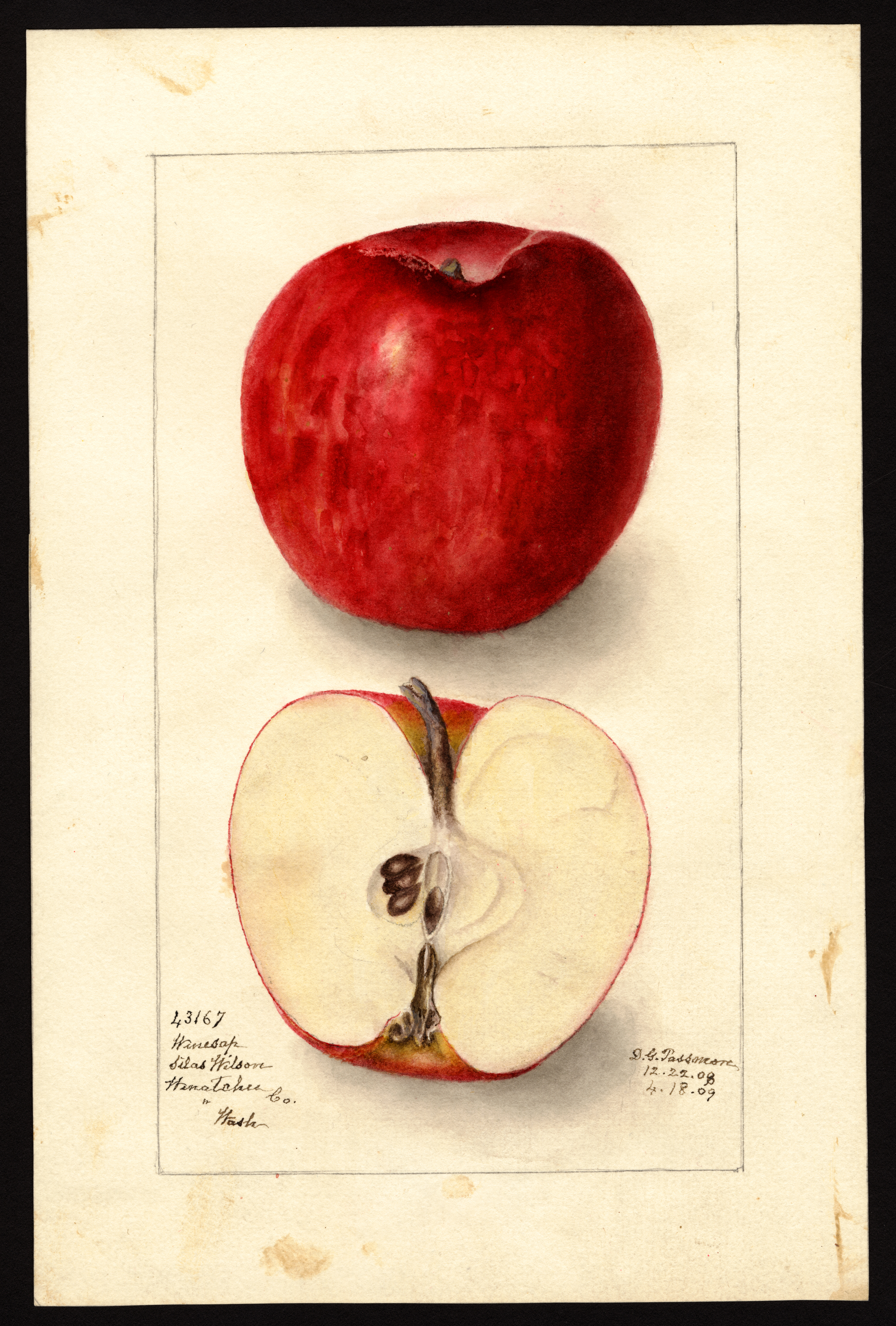 McIntosh Apple  The Canadian Encyclopedia