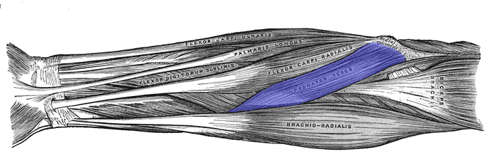 File:Pronator-teres-horizontal.png