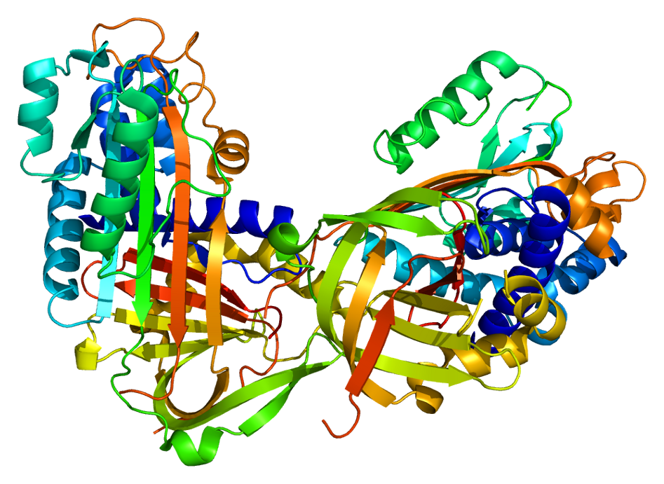 Протеазы ферменты. Белки биохимия структура белка. Энзим (протеаза). Протеаза фермент строение.