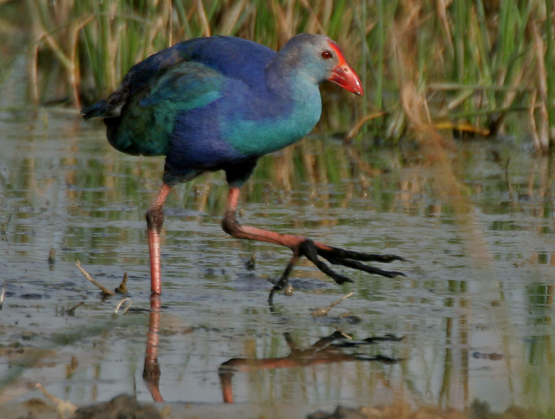 File:Purple Swamphen (Porphyrio poliocephalus) near Hodal W IMG 6559.jpg