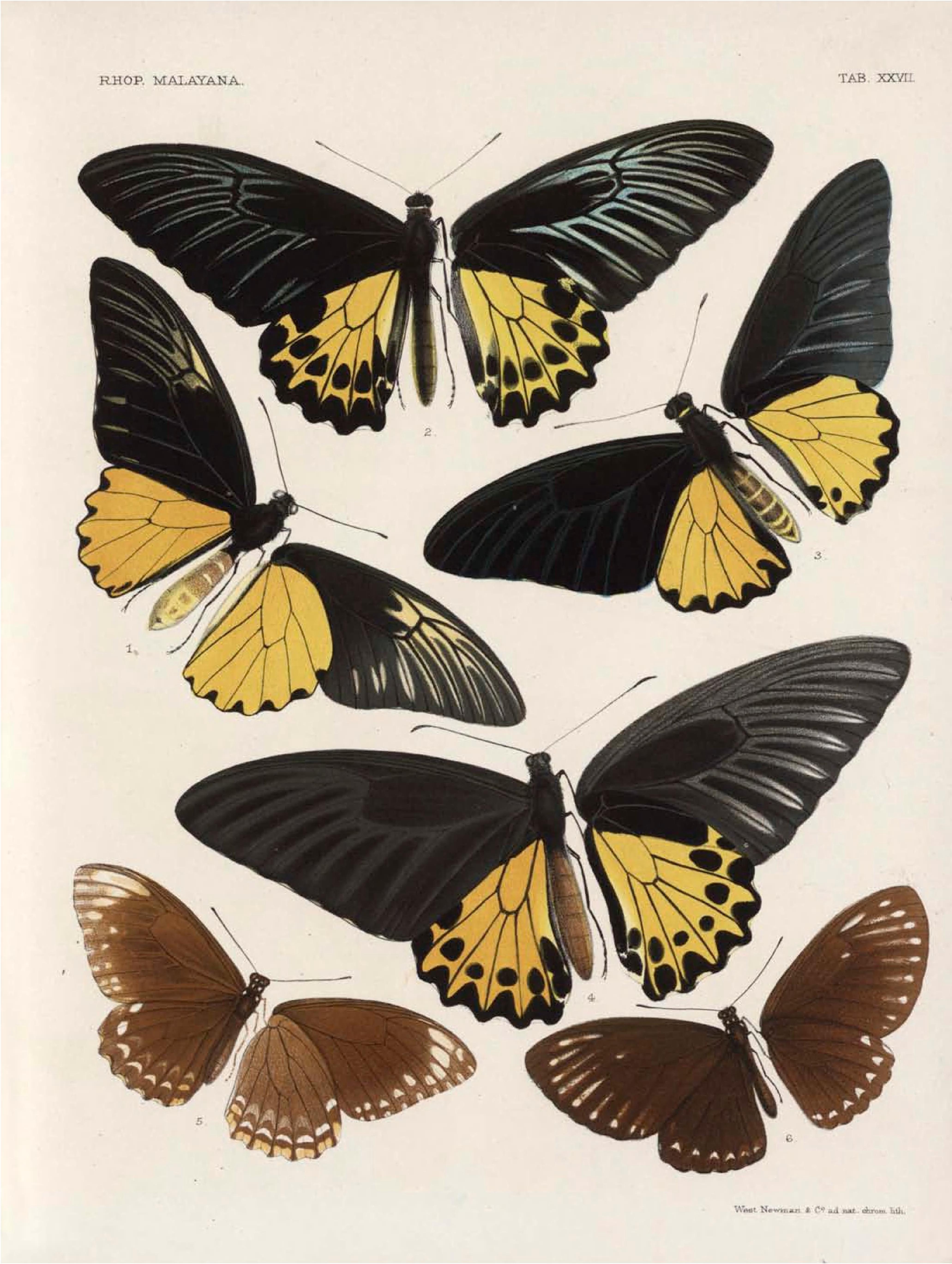 File:Rhopalocera Malayana  a description of the butterflies of the