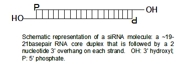 File:SiRNA structure2.jpg