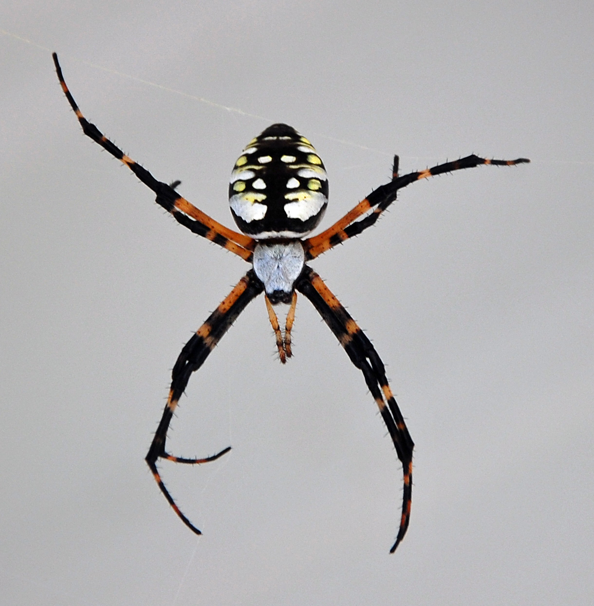 Argiope Aurantia Wikiwand