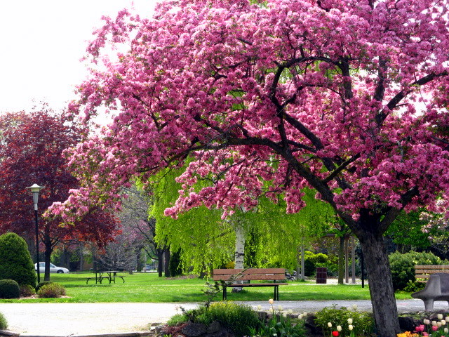 File:Spring in Jackson Park (4546950110).jpg