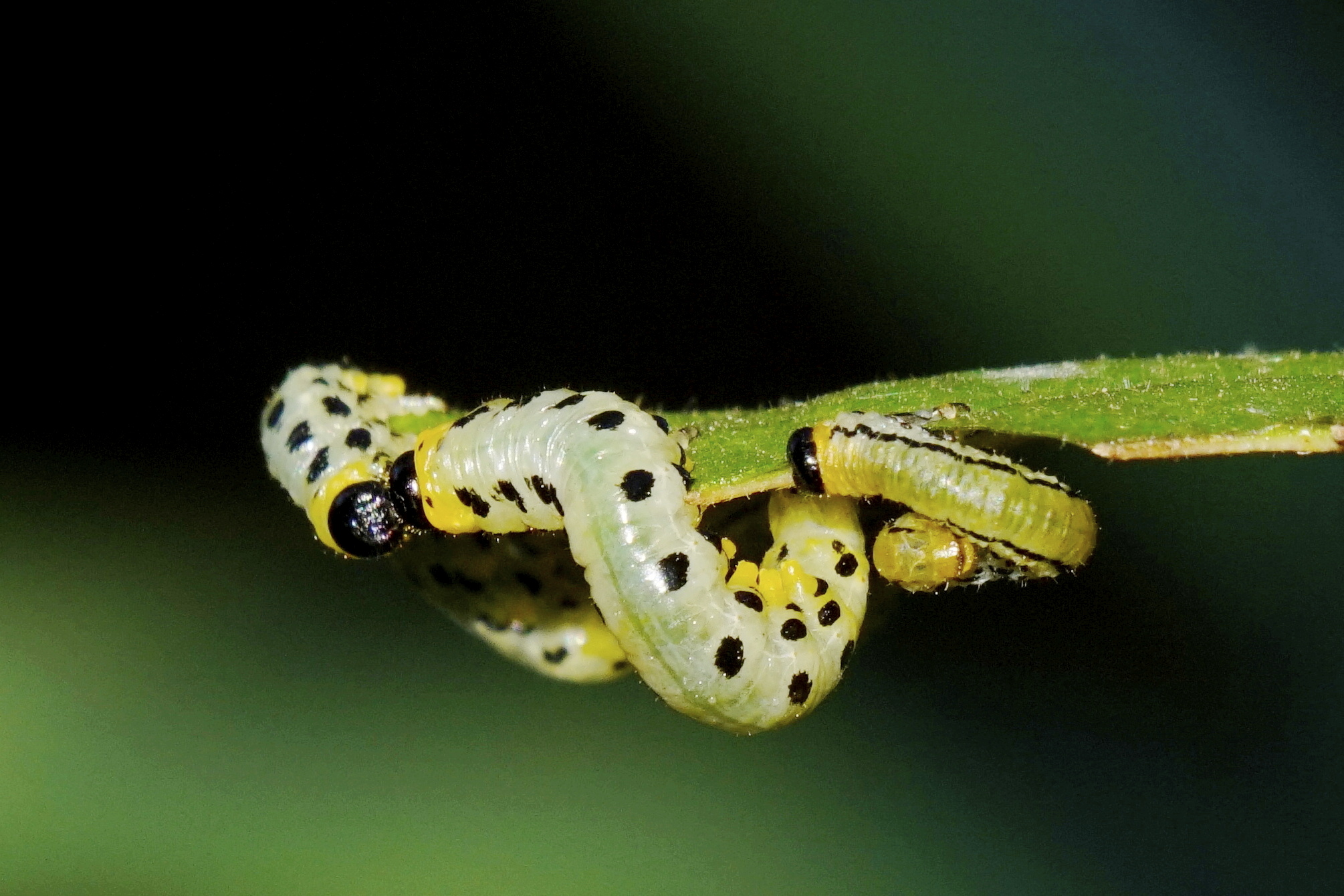 Symphyta larvae with qua green and orange-yellow with black spots. 