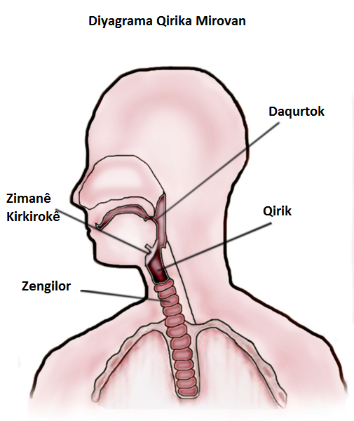 File:Throat Diagram ku.png