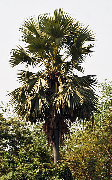 File:Tree I IMG 1497.jpg