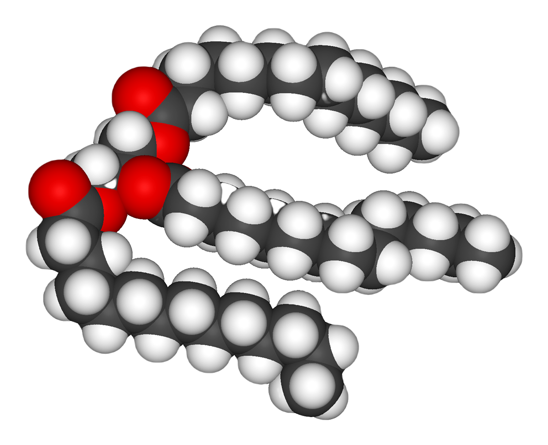 A space-filling model of an unsaturated triglyceride.