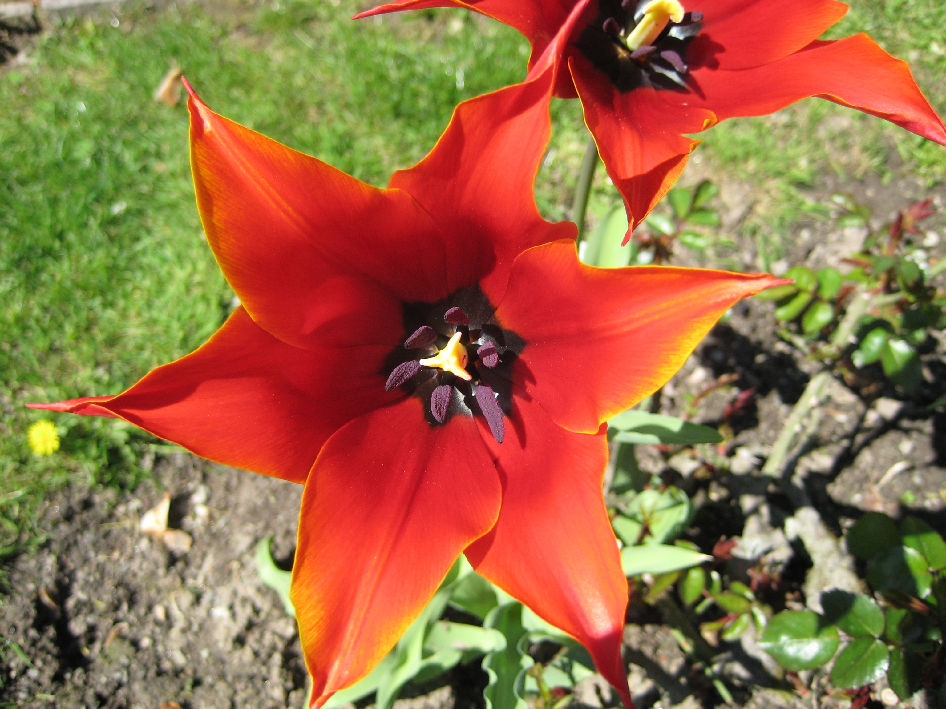 Tulpe 3.jpg