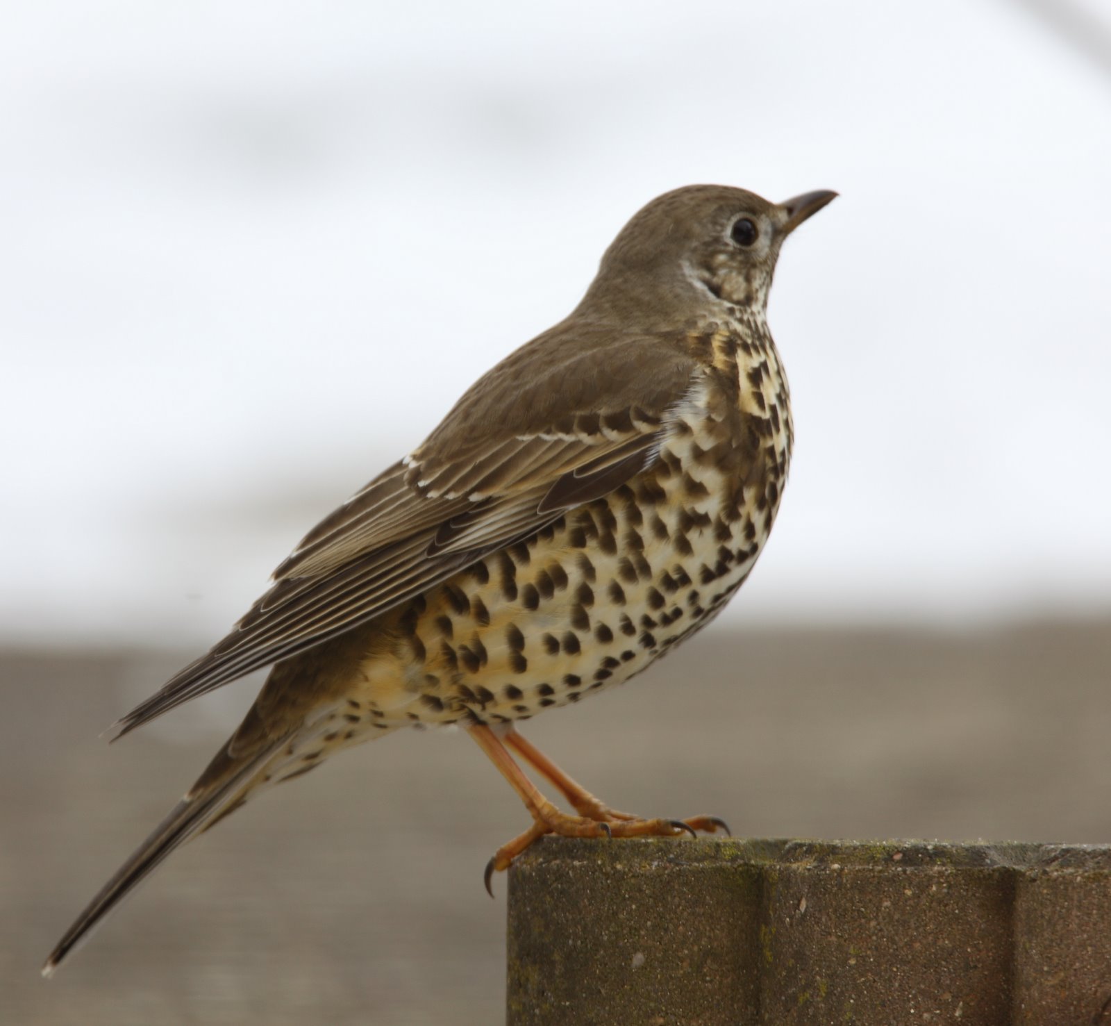 Птица более. Деряба. Turdus viscivorus. Дрозд-спявун. Деряба-Сойка.