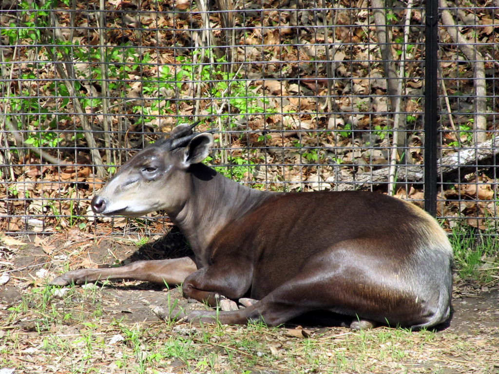 Red-flanked duiker (Cephalophus rufilatus) - Quick facts