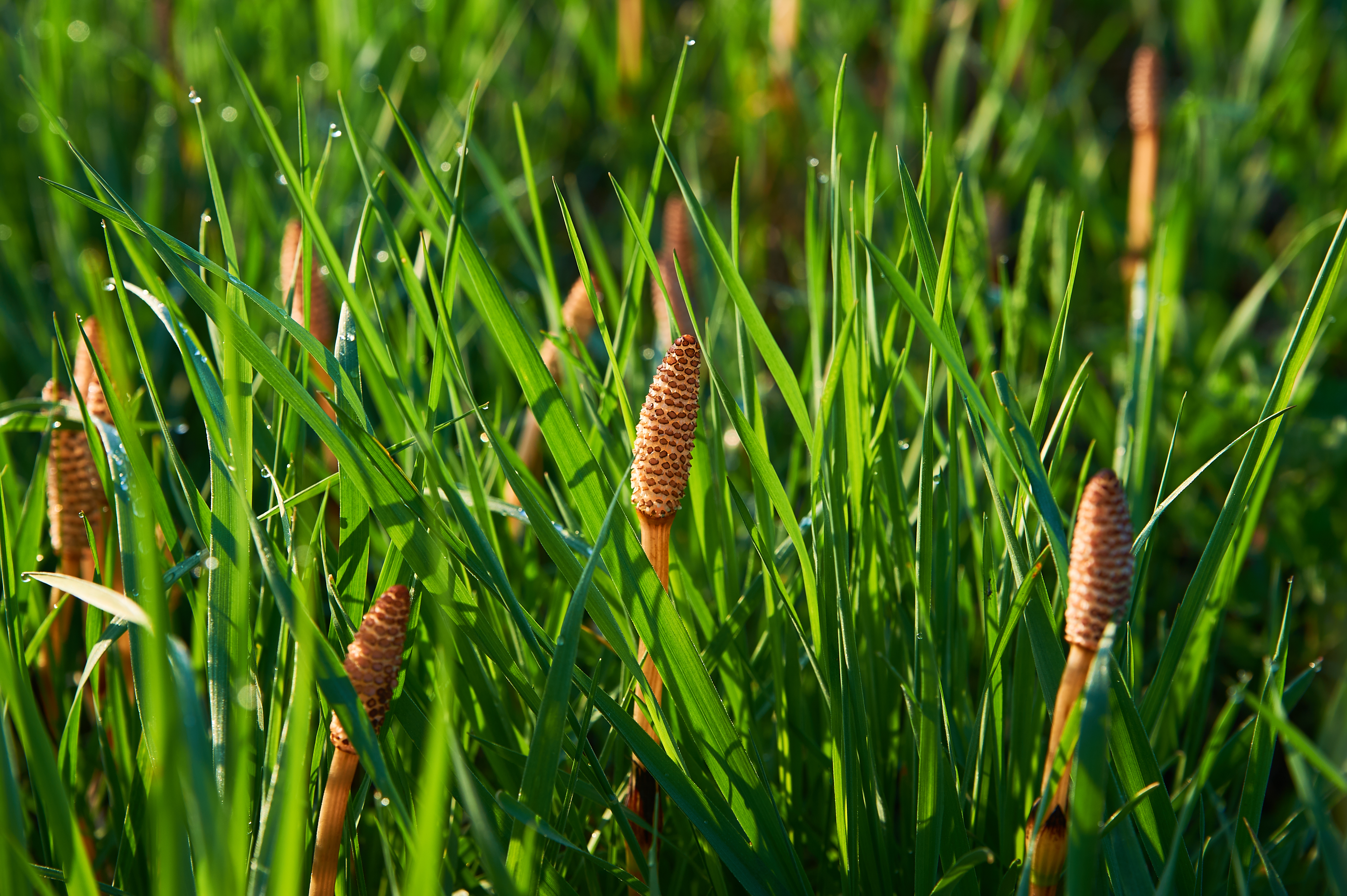 Хвощ полевой фото. Хвощ полевой (Equisetum arvense). Хвощ сорняк огородный. Хвощ многощетинковый. Стробил хвоща.