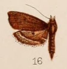 <i>Sufetula</i> (moth) Genus of moths