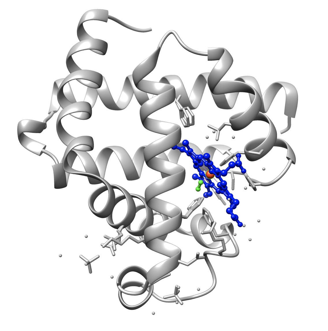 Строение белка миоглобин