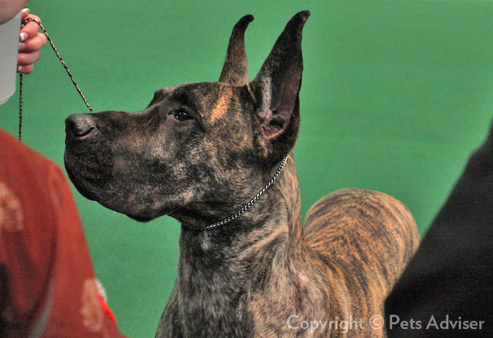 westminster dog show great dane