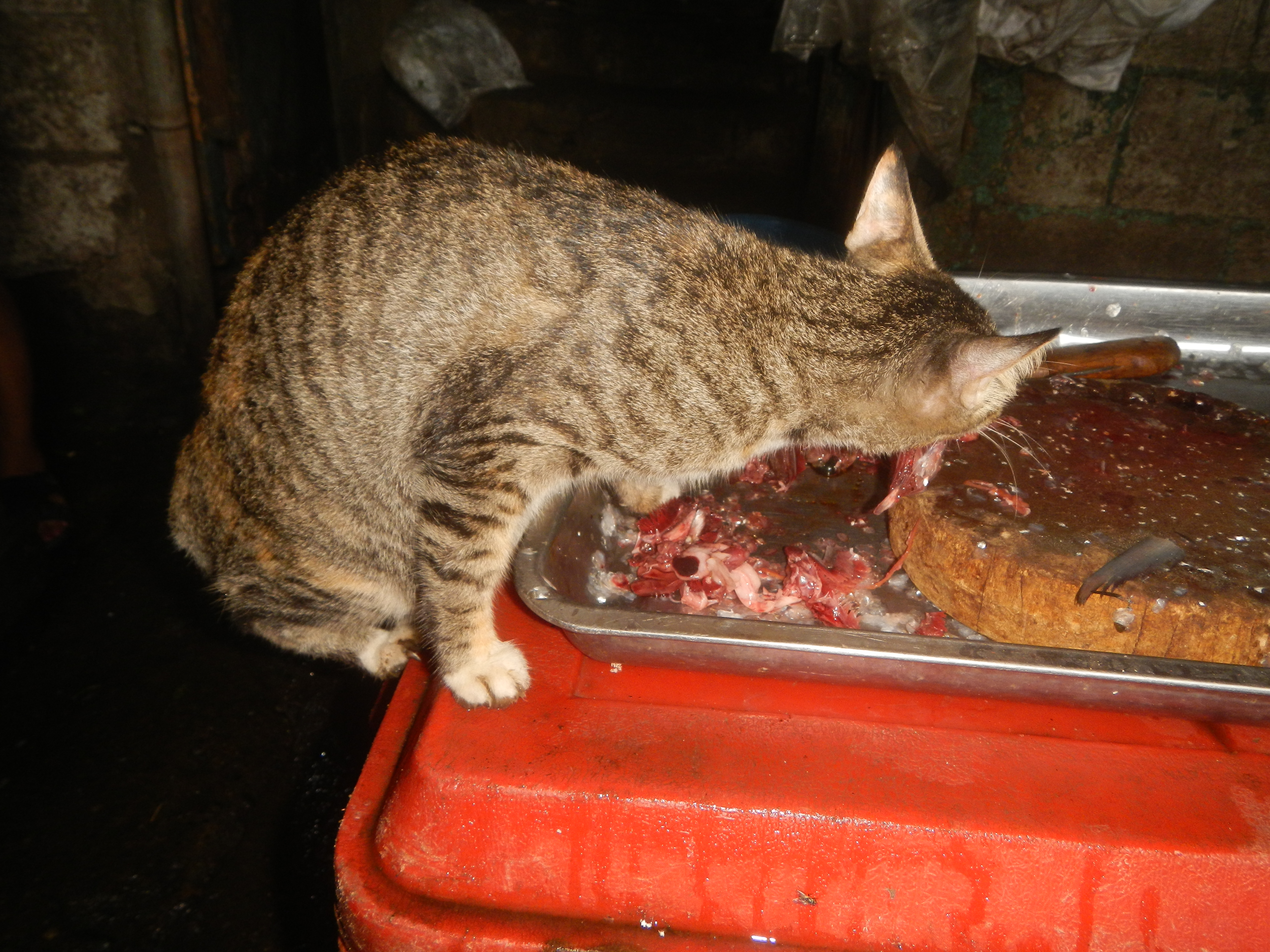 Cat eat fish