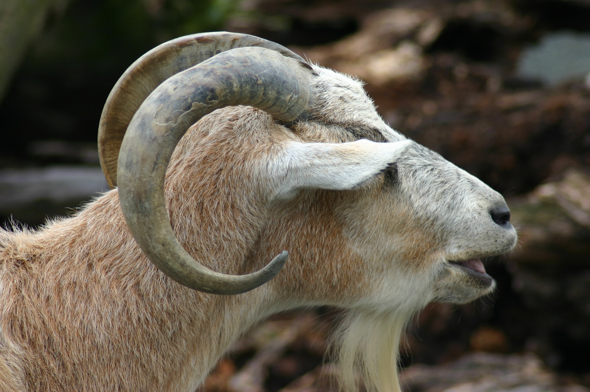 Африканская коза фото. Pygmy Goat. Wild Goat in Africa.