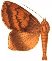 <i>Ophiusa xylochroa</i> Species of moth
