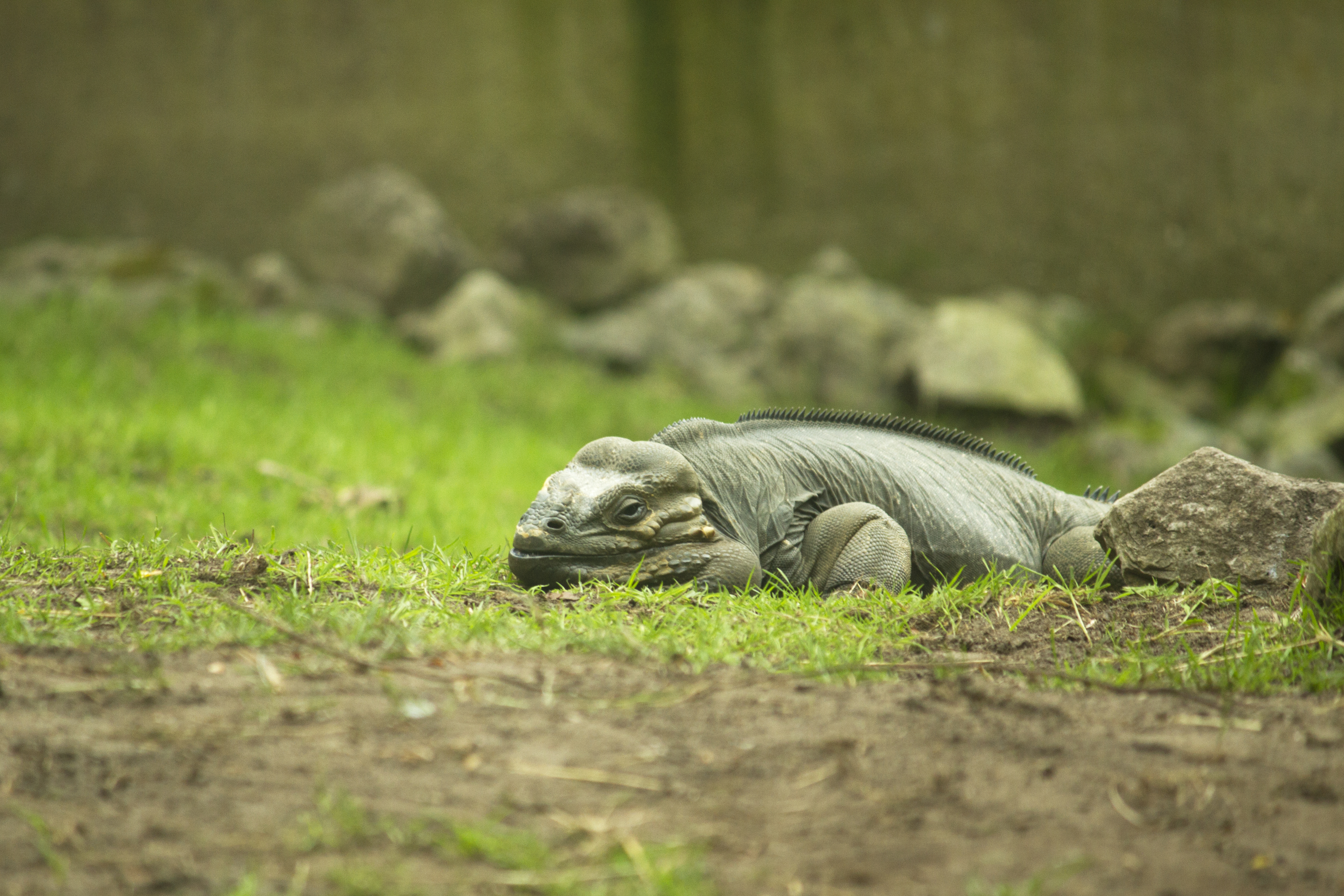 Royal zoo