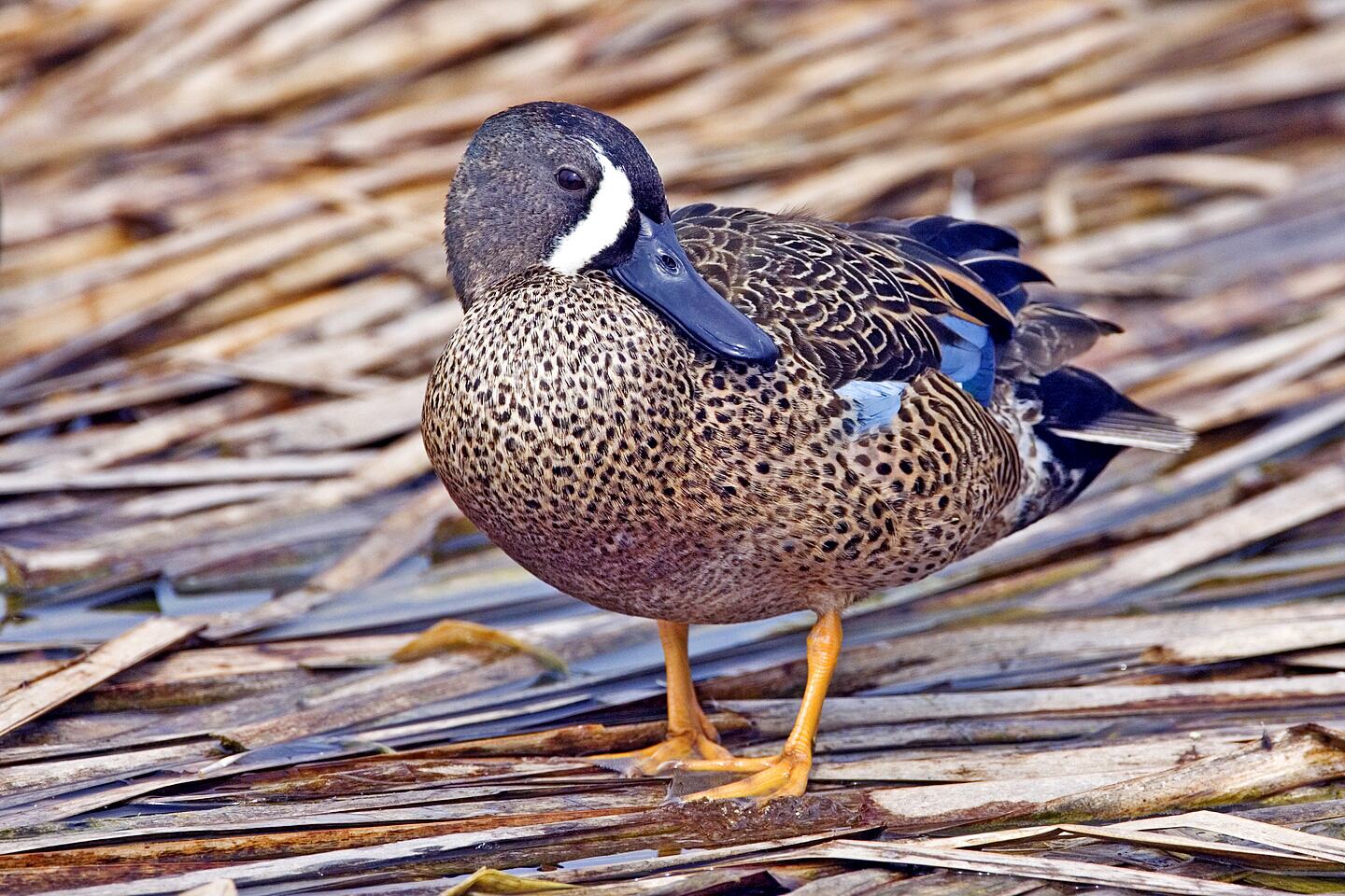 Blue-winged teal, scientific name Spatula discors