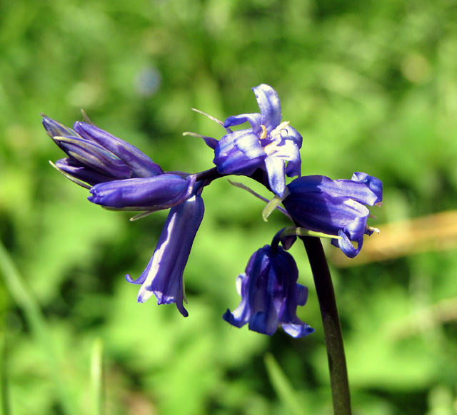 Bluebell near Scrabo Tower - geograph.org.uk - 780504