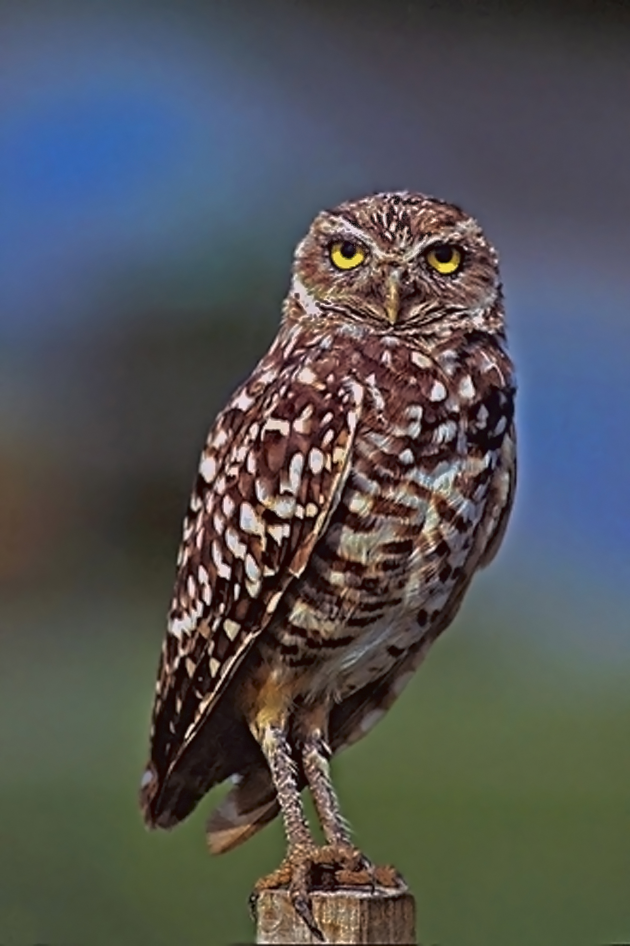 File Burrowing Owl jpg Wikimedia Commons