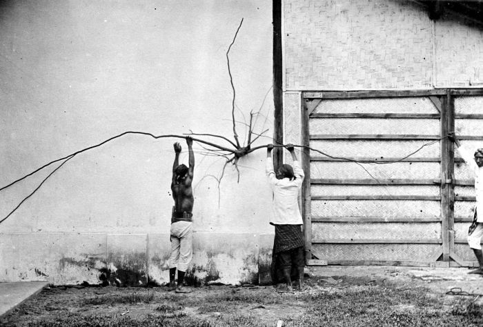 File:COLLECTIE TROPENMUSEUM Mannen tonen een uitgegraven sandelstronk van een ruim drie jaar oude boom in een bosdistrict in Zuid-Kediri Java TMnr 10012201.jpg