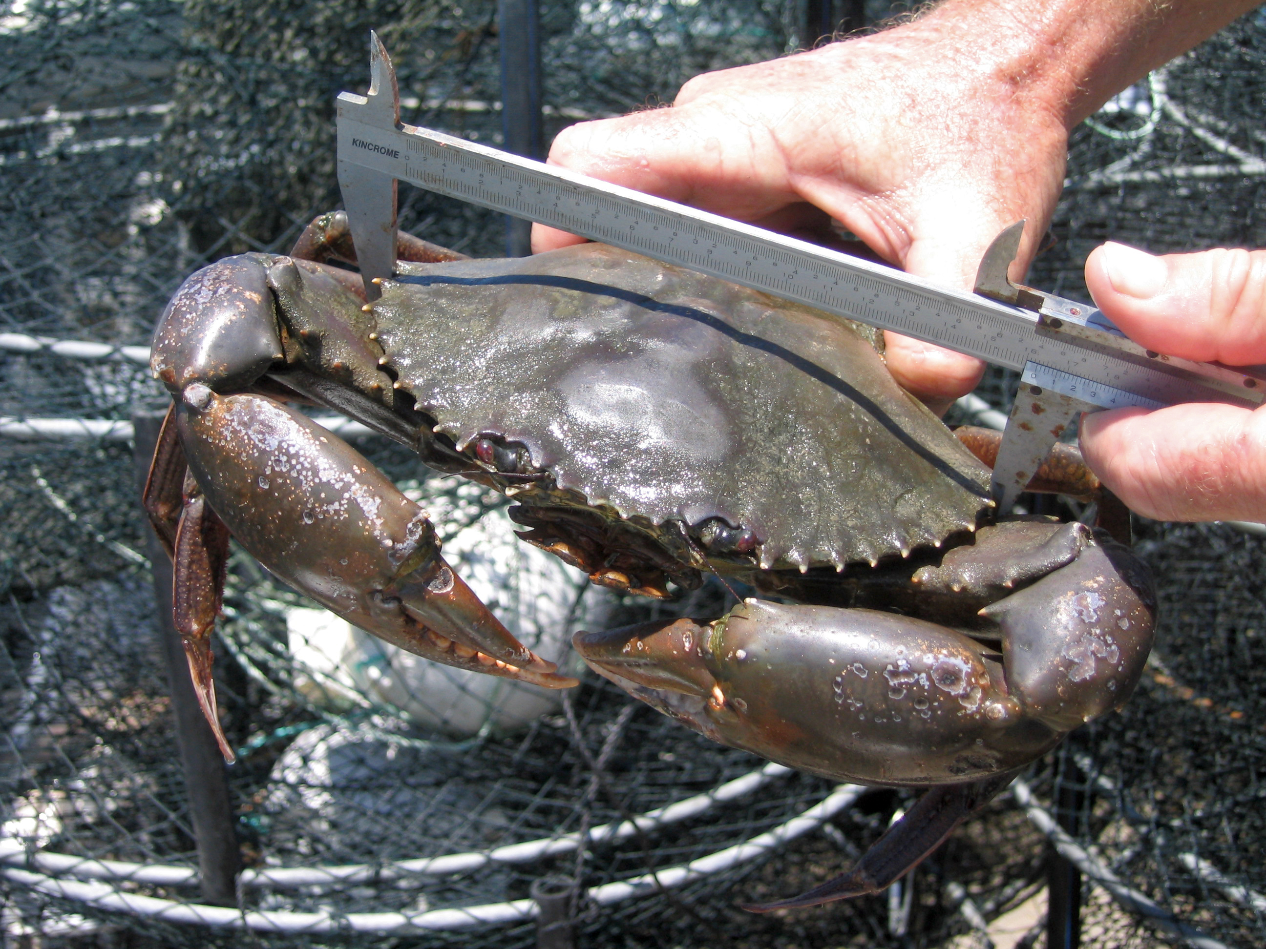 giant freshwater crab