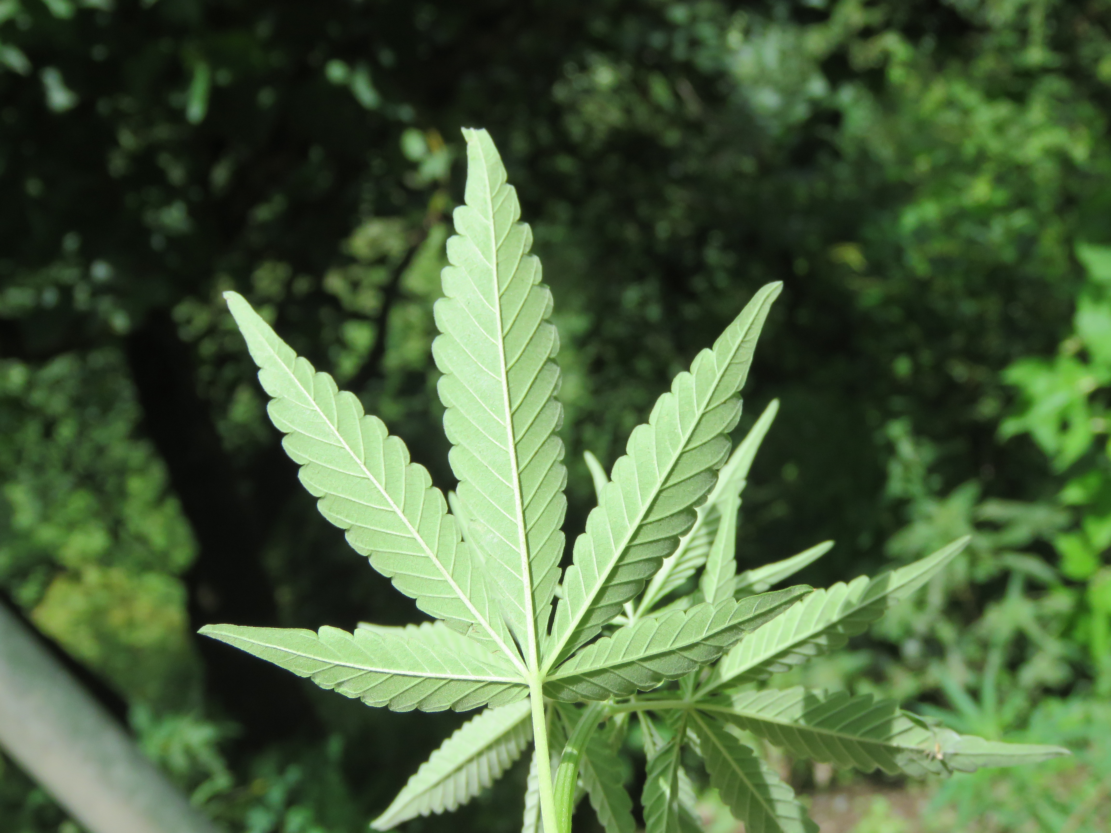 File:Cannabis sativa on way from Gangria to Govindghat at Valley of Flowers  National Park - during LGFC - VOF 2019 (6).jpg - Wikimedia Commons