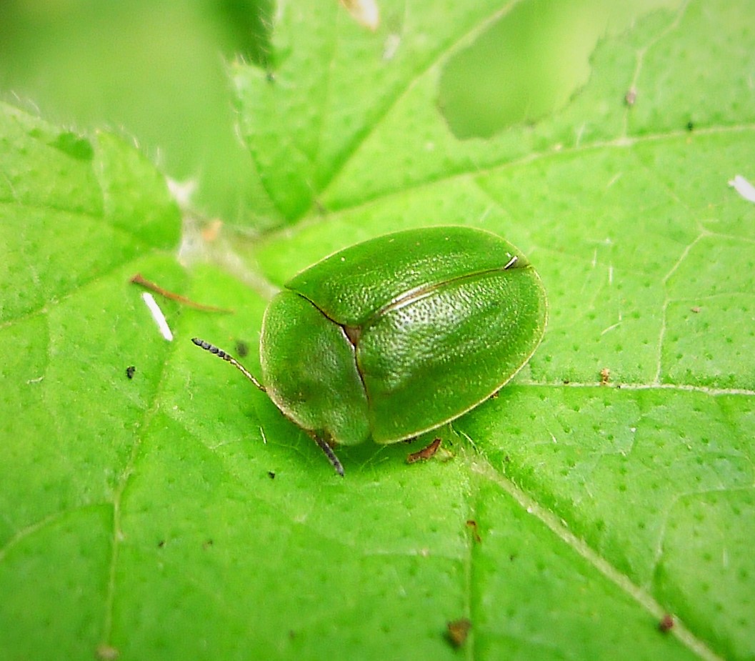 green tortoise beetle