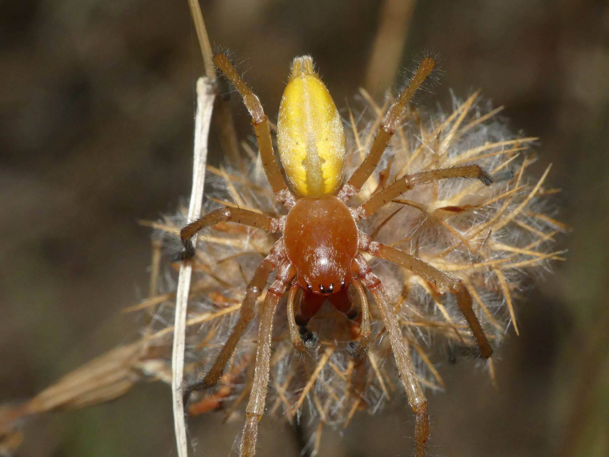 Cheiracanthium erraticum по русски