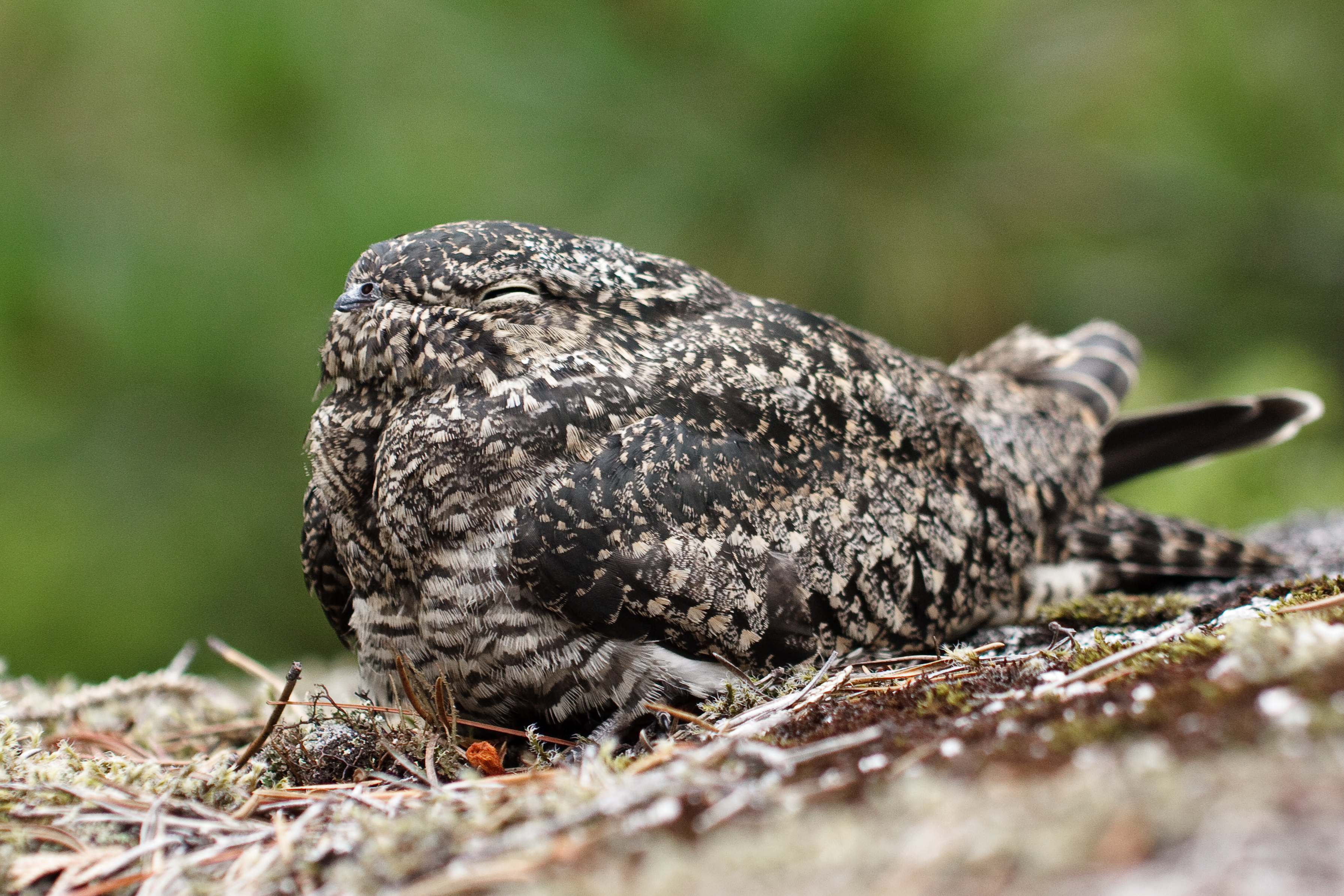 Common nighthawk