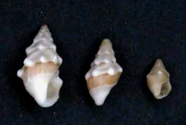 <i>Clavus rugizonatus</i> Species of gastropod