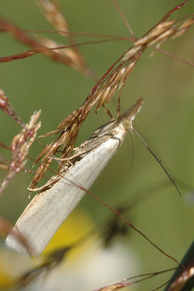 File:Crambus.perlella.jpg