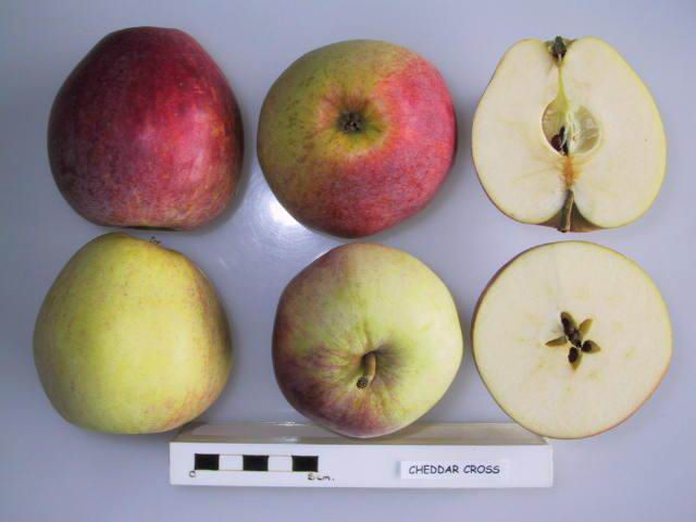File:Cross section of Cheddar Cross (LA 63B), National Fruit Collection (acc. 1973-134).jpg