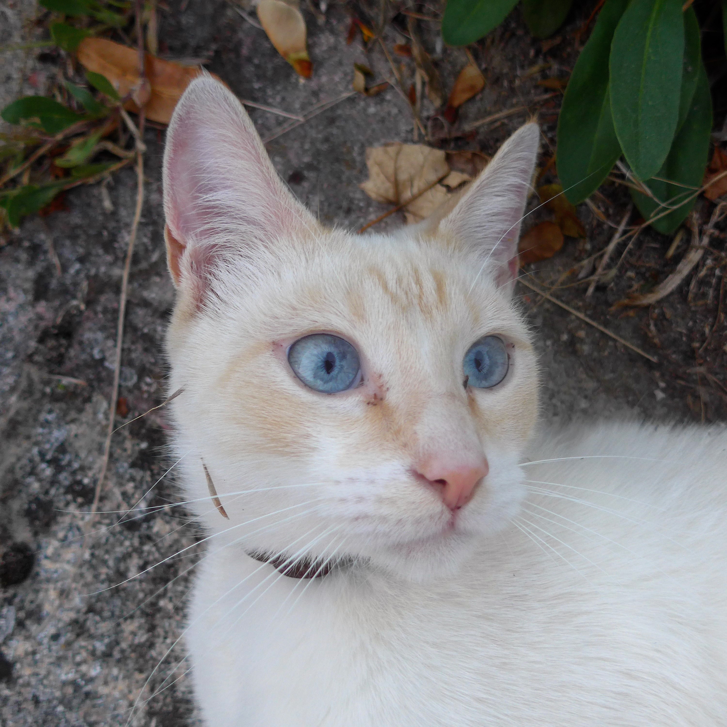 Bleu chat yeux 8 races