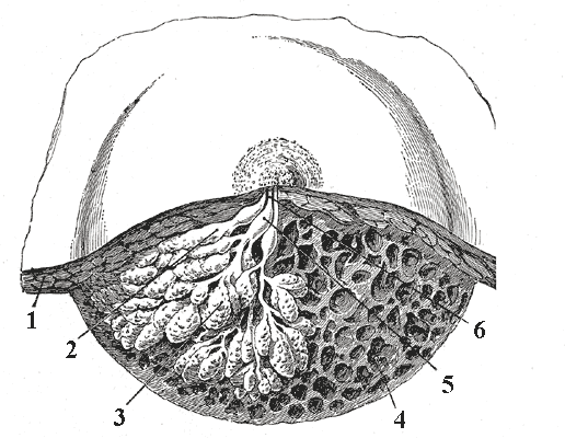 File:Dissected lactating breast gray1172.png